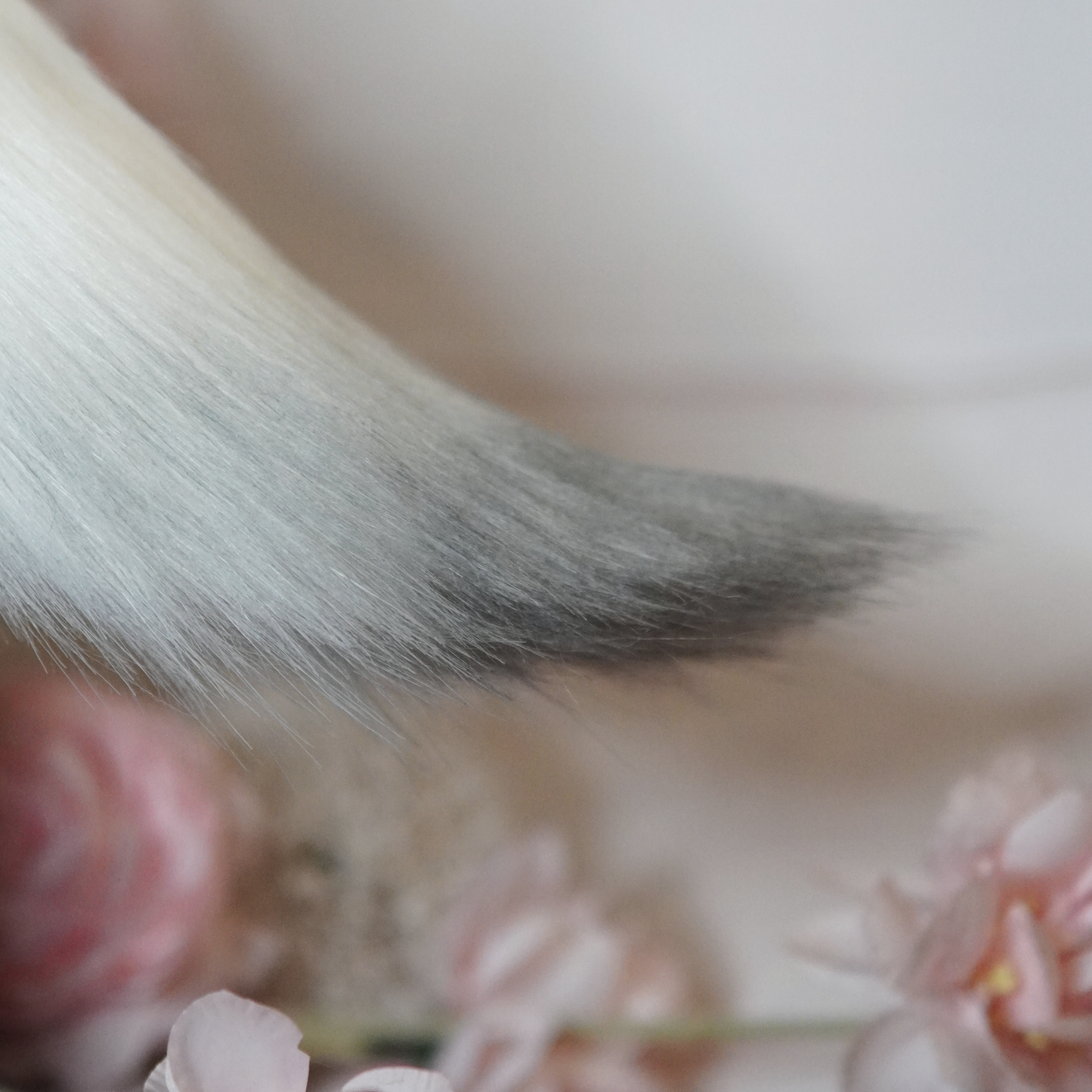 ZZZ Ye Shunguang Cosplay Ears White Version